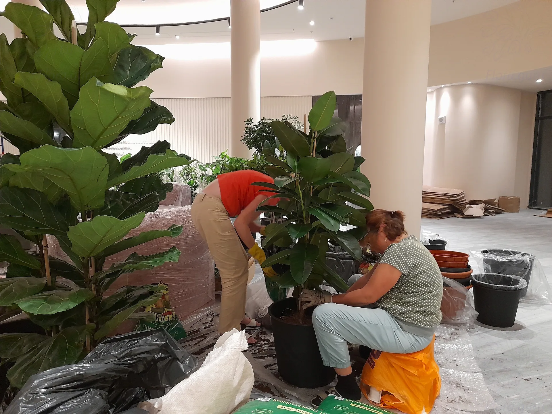���������� flora.guru ������������ ����� ������ � ��������� ����� � ������� �� �������